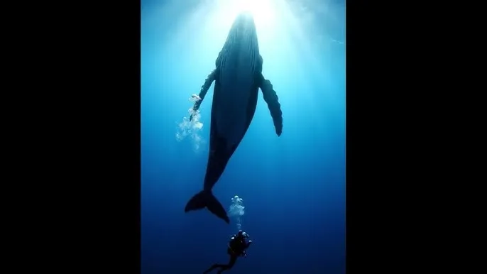江东三姐妹 - 深蓝星球：探索海洋深处的未知世界
